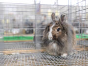 Box, a senior doe lionhead rabbit, sits in her kennel Aug. 9 at the Clark County Fair.