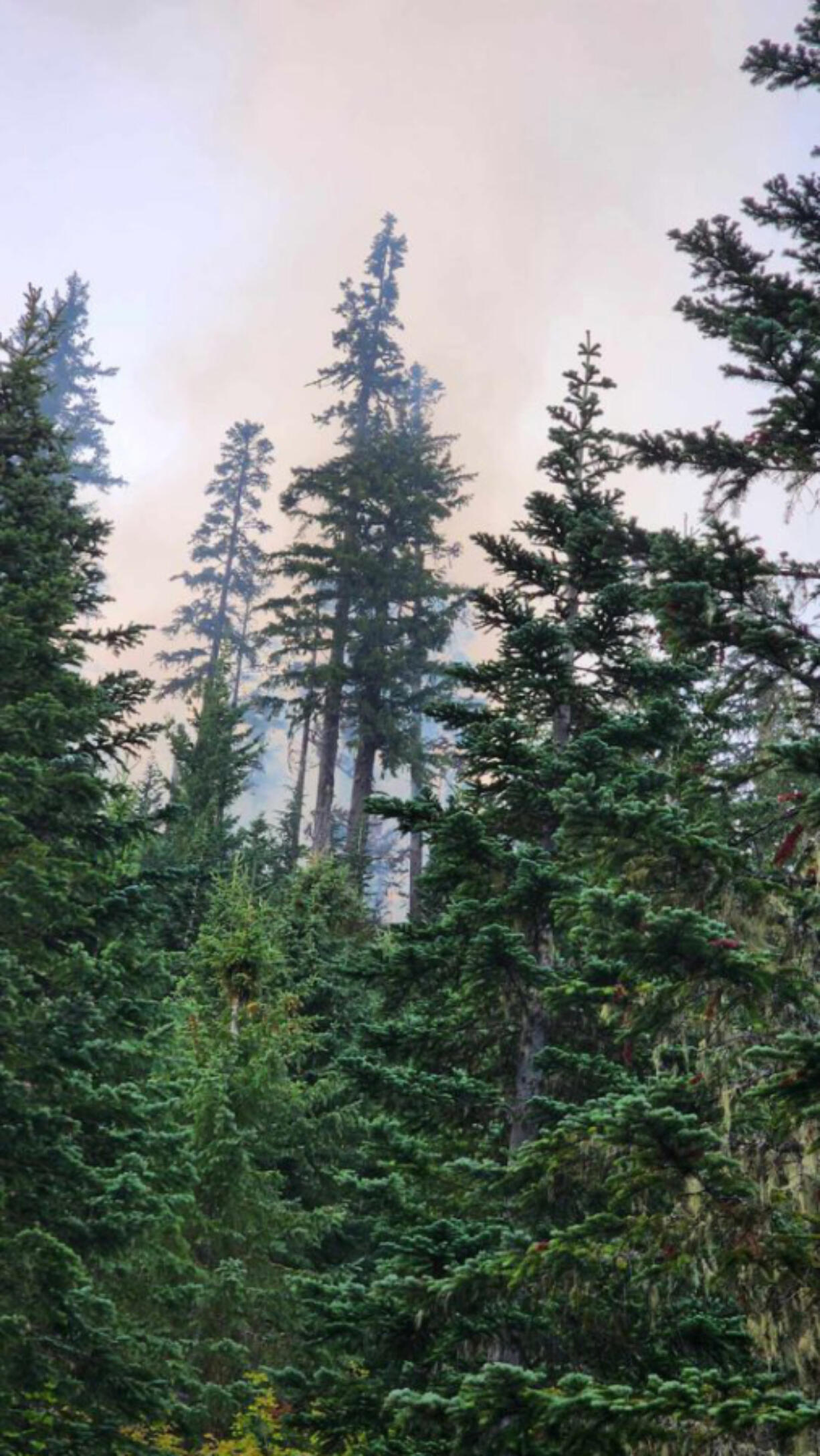 The Gifford Pinchot National Forest spans more than 1.3 million acres, so the dozens of fires that are burning total a fraction of the forestland. Suppression crews are addressing fire in high priority areas, such as the Grassy Mountain, South Fork and Carlton Ridge fires. (Photo contributed by the U.S.