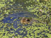 FILE - A turtle pokes its nose out of the water in the wetlands inside Sugar Hollow Park in Bristol, Va., June 12, 2023. The Biden administration weakened regulations protecting millions of acres of wetlands Tuesday, Aug. 29, saying it had no choice after the Supreme Court sharply limited the federal government’s jurisdiction over them.