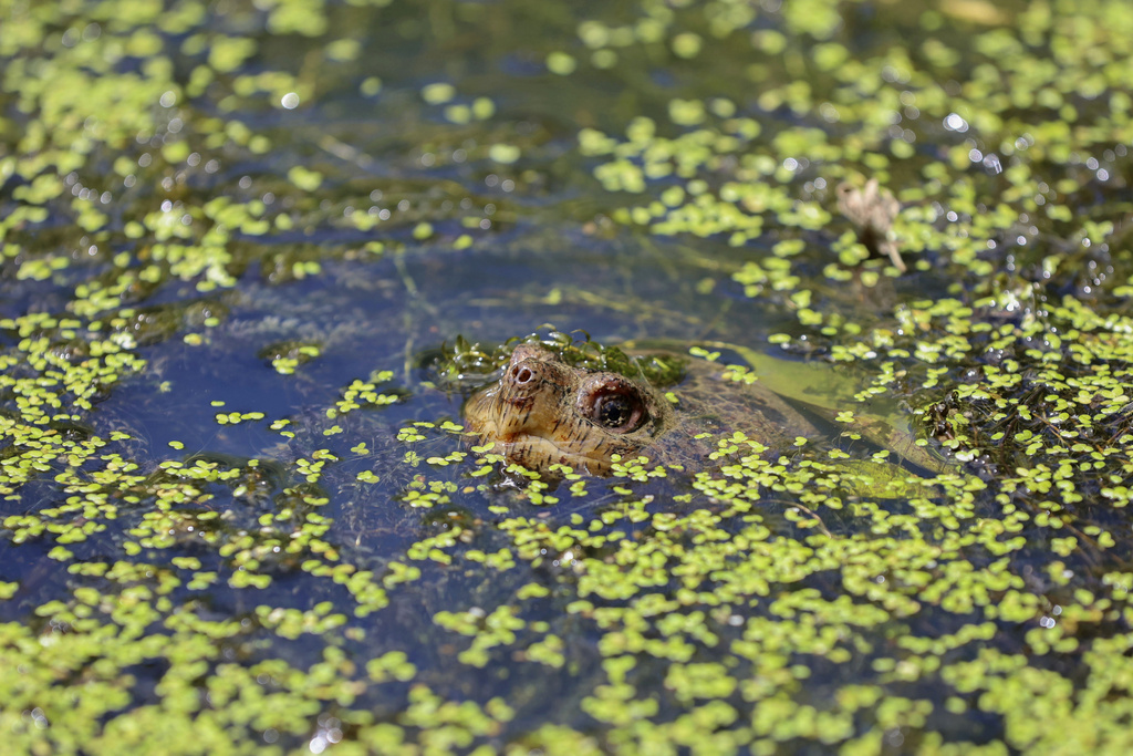 FILE - A turtle pokes its nose out of the water in the wetlands inside Sugar Hollow Park in Bristol, Va., June 12, 2023. The Biden administration weakened regulations protecting millions of acres of wetlands Tuesday, Aug. 29, saying it had no choice after the Supreme Court sharply limited the federal government’s jurisdiction over them.