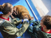 In this photo provided by the Alaska SeaLife Center, Wildlife Response Animal Care Specialists Halley Werner, left, and Savannah Costner feed formula to a male Pacific walrus calf who arrived as a patient in Seward, Alaska, on Tuesday, August 1, 2023. A walrus calf found by oil field workers in Alaska about 4 miles (6.4 kilometers) inland is under 24-hour care as the Alaska SeaLife Center nurses it back to health. The male Pacific walrus was transported across the state Tuesday from the North Slope to Seward in south-central Alaska, where the Alaska SeaLife Center is based.