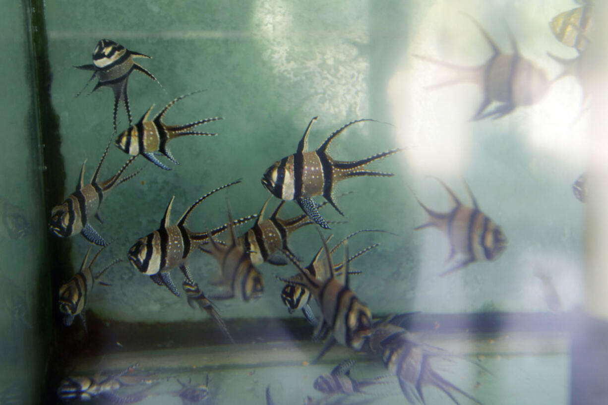 FILE - Banggai cardinalfish swim in a tank at an export warehouse in Denpasar, Bali, Indonesia, April 12, 2021. The federal government is looking to ban importation and exportation of the species of tropical fish that conservation groups have long said is exploited by the pet trade.