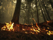 A hot spot from the Lower East Adams Lake wildfire burns in Scotch Creek, British Columbia, Sunday, Aug. 20, 2023.