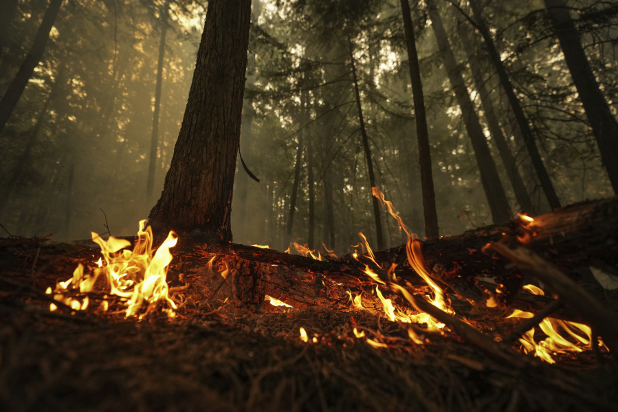 A hot spot from the Lower East Adams Lake wildfire burns in Scotch Creek, British Columbia, Sunday, Aug. 20, 2023.