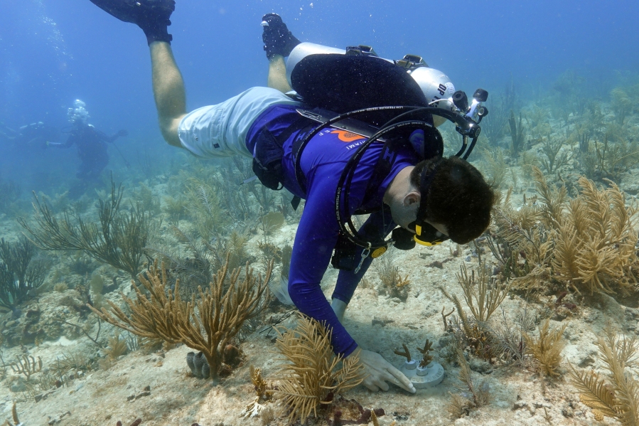 Large Blue Nautical Natural Coastal Ocean Coral Specimen