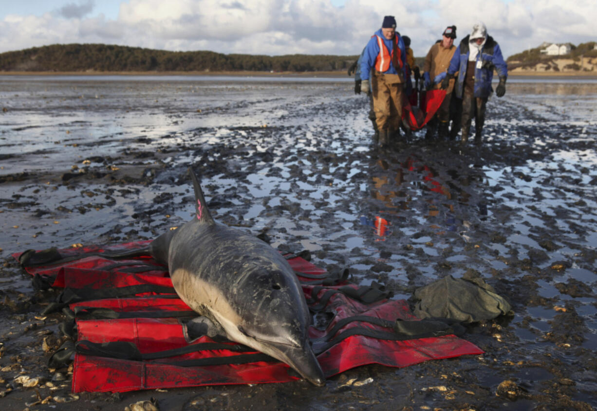 International Fund for Animal Welfare members carry a stranded common dolphin to a  vehicle while another dolphin waits to be rescued at Herring River on Jan. 19, 2012, in Wellfleet, Mass.