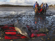 International Fund for Animal Welfare members carry a stranded common dolphin to a  vehicle while another dolphin waits to be rescued at Herring River on Jan. 19, 2012, in Wellfleet, Mass.