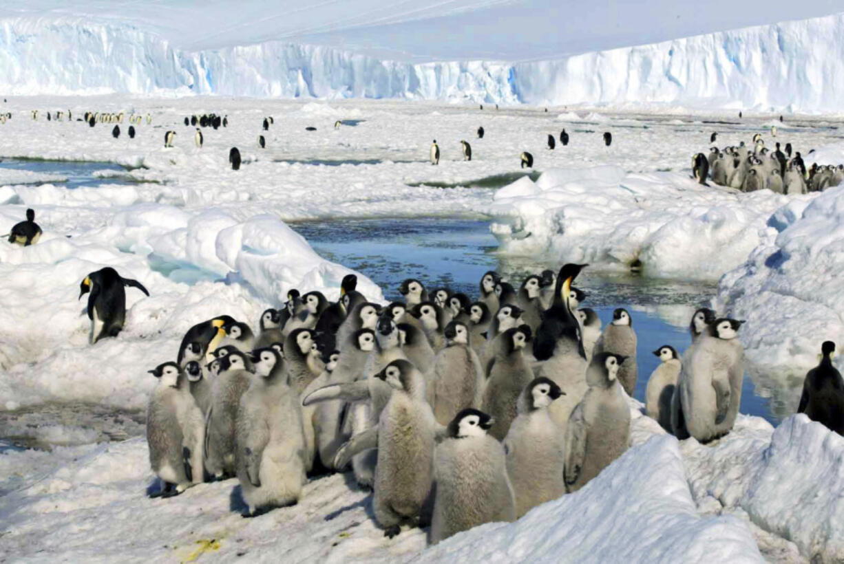 Emperor penguin chicks stand together in Antarctica on Dec. 21, 2005. The loss of ice in a region near Antarctica's Bellingshausen Sea in 2022 likely resulted in none of the emperor penguin chicks surviving in four colonies in that area, researchers reported Thursday in Nature Communications Earth and Environment.