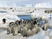 Emperor penguin chicks stand together in Antarctica on Dec. 21, 2005. The loss of ice in a region near Antarctica's Bellingshausen Sea in 2022 likely resulted in none of the emperor penguin chicks surviving in four colonies in that area, researchers reported Thursday in Nature Communications Earth and Environment.