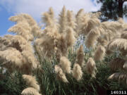 Pampas grass (Cortaderia selloana), an invasive, nonnative plant that is highly-flammable.