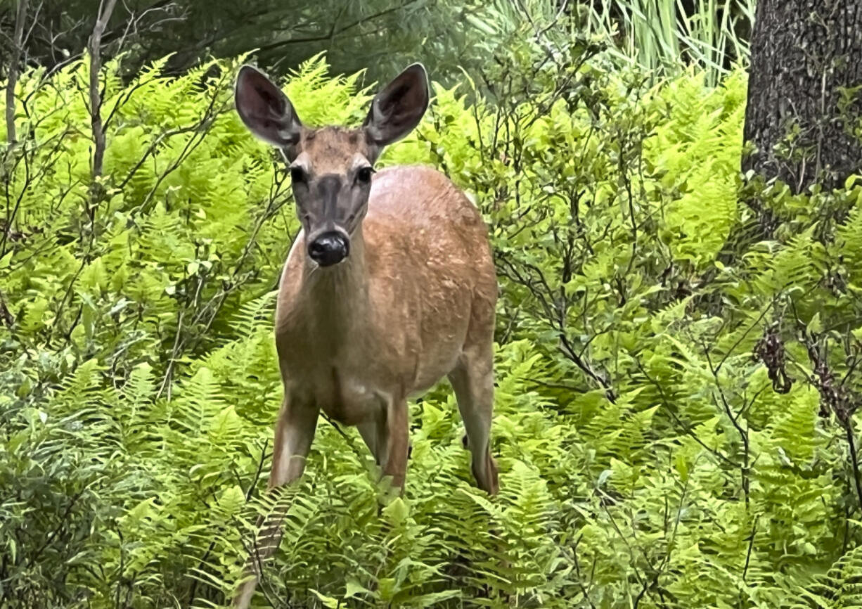 A deer stands in a patch of ferns in Hawley, Penn. Fencing is in the only sure-fire way to keep deer from nibbling on your plants.