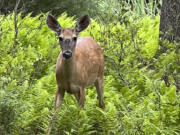 A deer stands in a patch of ferns in Hawley, Penn. Fencing is in the only sure-fire way to keep deer from nibbling on your plants.