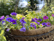 A hanging basket of million bells (Calibrachoa) (Ball Horticultural)