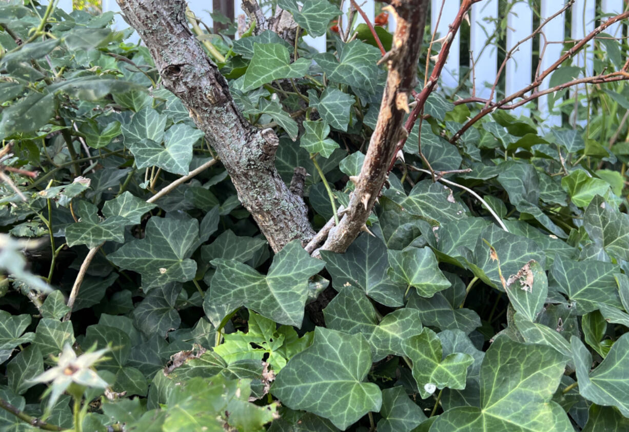 English ivy (Hedera helix) grows around and up the base of a rose bush in Nassau County, N.Y.