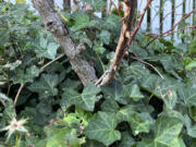 English ivy (Hedera helix) grows around and up the base of a rose bush in Nassau County, N.Y.