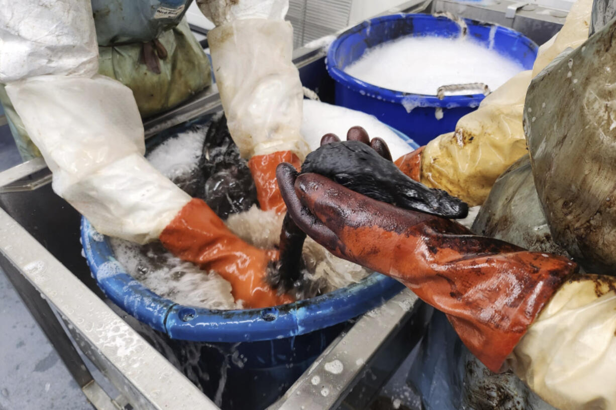 In this photo provided by International Bird Rescue, staff wash geese found trapped in the La Brea Tar Pits in Los Angeles on Aug. 1, 2023. Los Angeles Animal Services attended the birds first before taking the living geese to the International Bird Rescue, a nonprofit that specializes in rescuing and rehabilitating birds from oil spills.