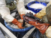 In this photo provided by International Bird Rescue, staff wash geese found trapped in the La Brea Tar Pits in Los Angeles on Aug. 1, 2023. Los Angeles Animal Services attended the birds first before taking the living geese to the International Bird Rescue, a nonprofit that specializes in rescuing and rehabilitating birds from oil spills.