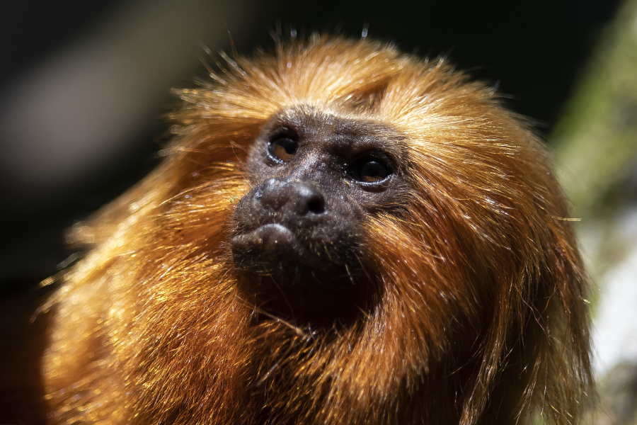 Brazil's golden monkeys rebound - The Columbian