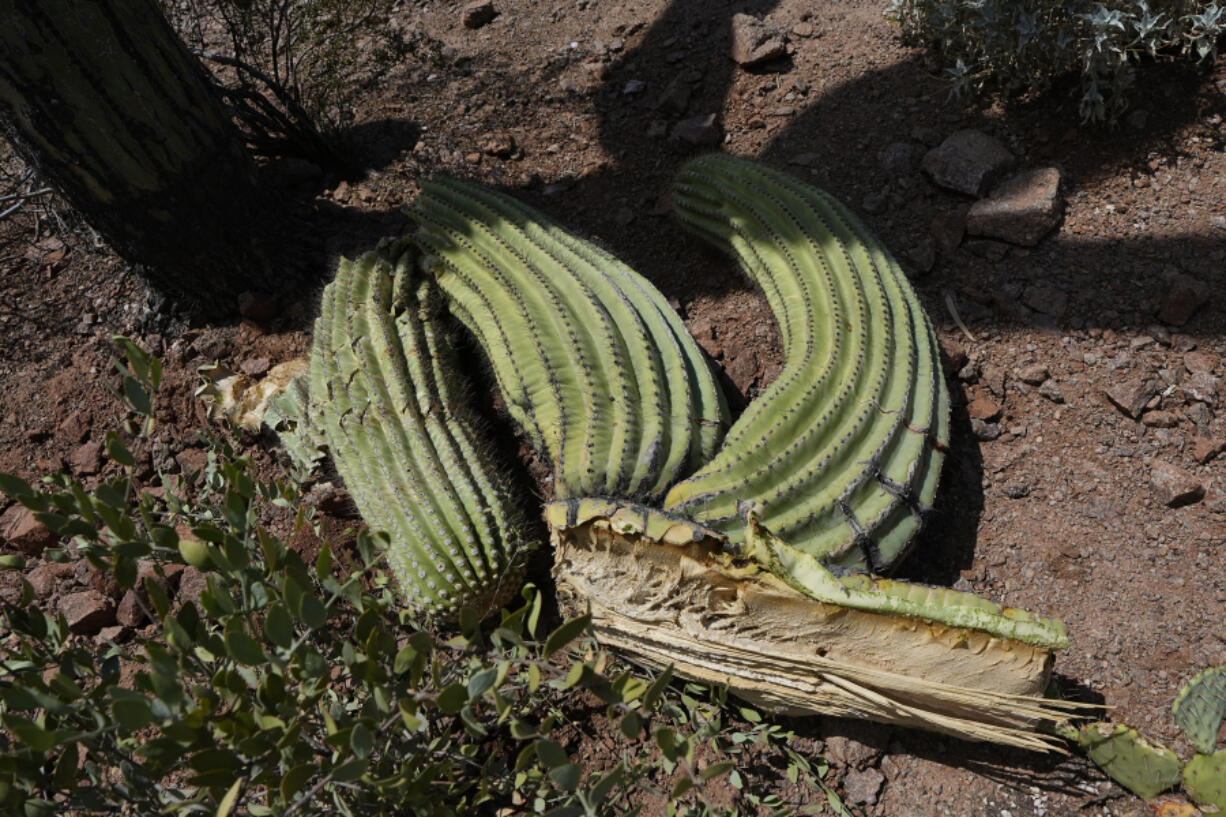 A damaged saguaro cactus lost multiple arms at the Desert Botanical Garden Wednesday, Aug. 2, 2023, in Phoenix. (AP Photo/Ross D.