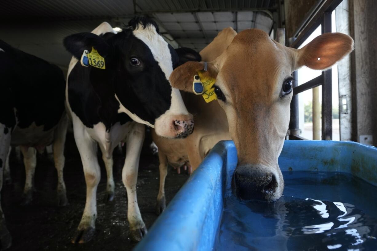 Cows look to drink water in the freestall barn July 24 on the Ted and Megan McAllister dairy farm in New Vienna, Iowa. More intense summer heat resulting from emissions-driven climate change means animal heat stress that can result in billions of dollars in lost revenue for farmers and ranchers if not properly managed. The McAllister family installed new fans above the beds where their cows lie.