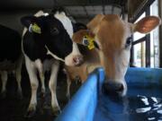 Cows look to drink water in the freestall barn July 24 on the Ted and Megan McAllister dairy farm in New Vienna, Iowa. More intense summer heat resulting from emissions-driven climate change means animal heat stress that can result in billions of dollars in lost revenue for farmers and ranchers if not properly managed. The McAllister family installed new fans above the beds where their cows lie.