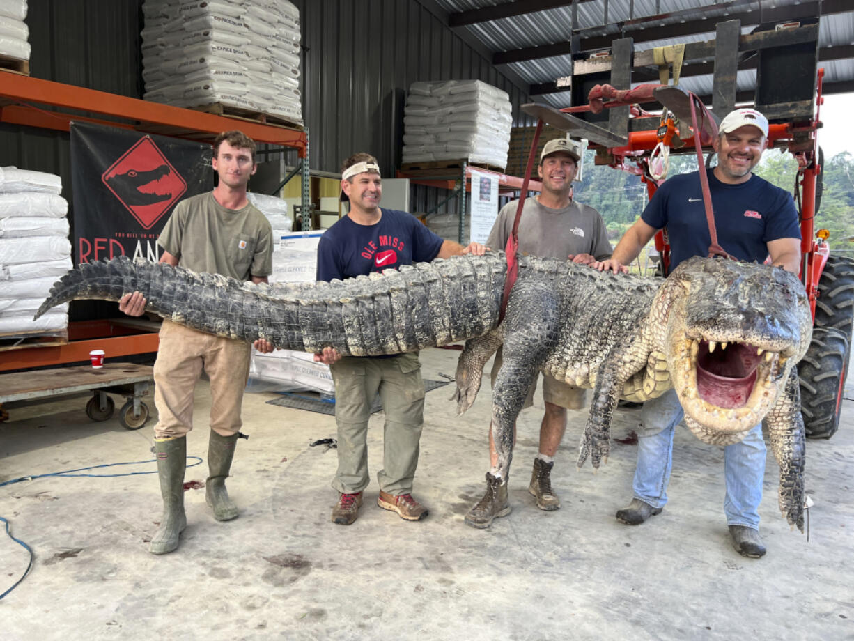 The alligator sport hunting team made up of, from left, Tanner White, tag-holder Donald Woods, Will Thomas and Joey Clark, hoist, with the help of a forklift, the longest alligator officially harvested in Mississippi, on Saturday at Red Antler Processing in Yazoo City, Miss.