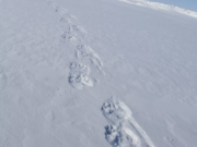 Polar bear footprints on the shorefast sea ice north of Utqiagvik, Alaska.