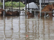 Cows are partially submerged in floodwaters caused by the tropical storm named Khanun in Daegu, South Korea, Thursday, Aug. 10, 2023. Khanun was pouring intense rain on South Korea on Thursday, turning roads into chocolate-colored rivers as it advanced north toward major urban centers near the capital.