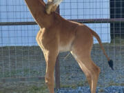 A plain brown female reticulated giraffe was born on July 3 at a family-owned zoo in Tennessee.