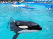 In this photo from March 26, 2015, killer whale Lolita performs at Miami Seaquarium in Key Biscayne. The orca, who has been in captivity since 1970, and was the oldest killer whale in captivity, died on August 18, 2023 as officials were preparing to send her back to her home waters in the Pacific Northwest.