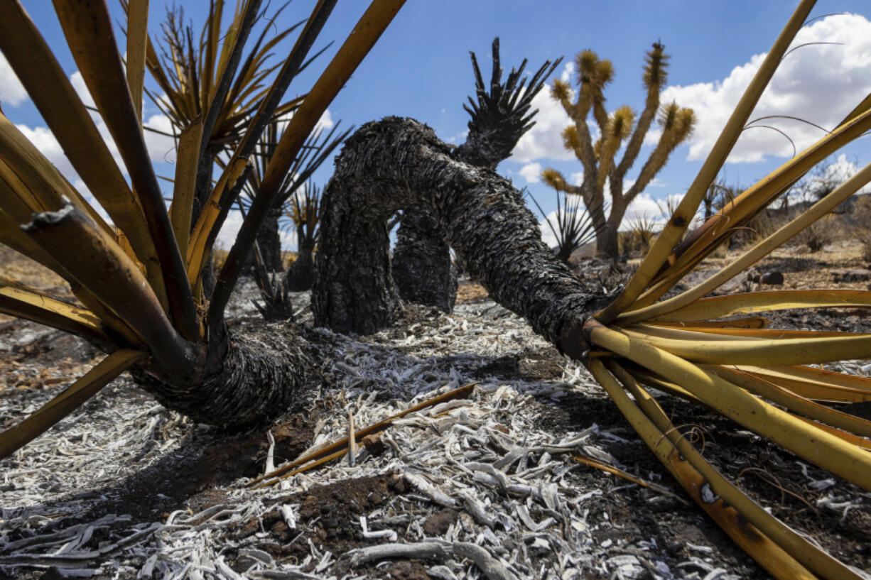 Burned landscape with Joshua Trees damaged from the York Fire in the Mojave National Preserve on Tuesday, Aug. 1, 2023, in Nipton, Calif. The York Fire was partially contained by Tuesday morning after the blaze ignited Friday in a California wildland preserve and spread into Nevada.