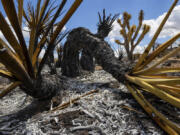 Burned landscape with Joshua Trees damaged from the York Fire in the Mojave National Preserve on Tuesday, Aug. 1, 2023, in Nipton, Calif. The York Fire was partially contained by Tuesday morning after the blaze ignited Friday in a California wildland preserve and spread into Nevada.