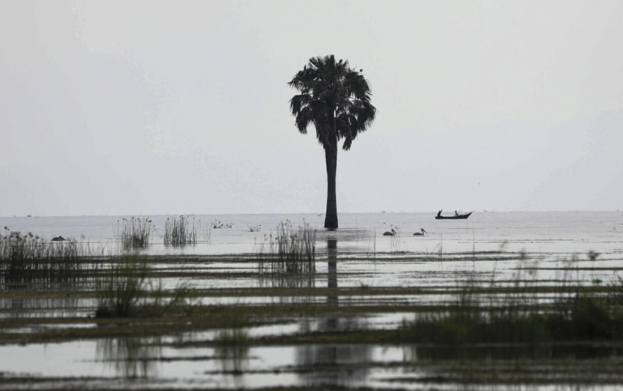 A sacred site marked by a palm tree is stands in the rising waters of Lake Albert at Karakaba landing site, near Buliisa , Uganda, Aug. 3, 2023. Sacred natural sites range from single trees in the bush to the rift in the land where the Nile River merges with Lake Albert, creating a spectacular landscape that intensifies the Bagungu's respect for nature.