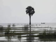 A sacred site marked by a palm tree is stands in the rising waters of Lake Albert at Karakaba landing site, near Buliisa , Uganda, Aug. 3, 2023. Sacred natural sites range from single trees in the bush to the rift in the land where the Nile River merges with Lake Albert, creating a spectacular landscape that intensifies the Bagungu's respect for nature.