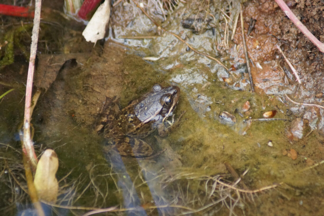 The California red-legged frog is a threatened species that resides in the Tahoe National Forest.