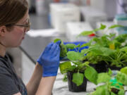 Alyssa Stoner inoculates a tobacco plant at Pairwise in Research Triangle Park, N.C.