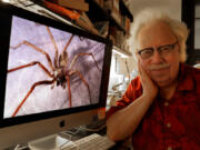 Spider expert Rod Crawford sits Aug. 20 in his lab at the University of Washington Burke Museum in Seattle. Crawford took the photo of the giant house spider that fills his screen. The giant house spider matures in August and goes in search of a mate, leading many people to see "more" of them in their living spaces.