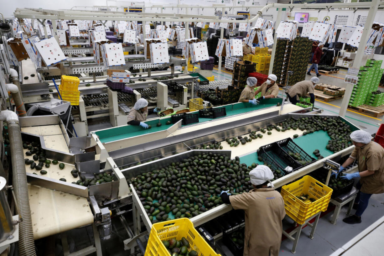 View of avocados packed for export Feb. 10 at the Los Cerritos avocado group ranch in Ciudad Guzman, state of Jalisco, Mexico.