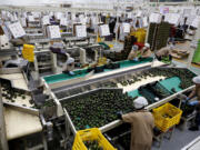 View of avocados packed for export Feb. 10 at the Los Cerritos avocado group ranch in Ciudad Guzman, state of Jalisco, Mexico.