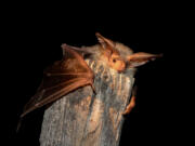 A bat is photographed during a study conducted by the Utah Division of Wildlife Resources.