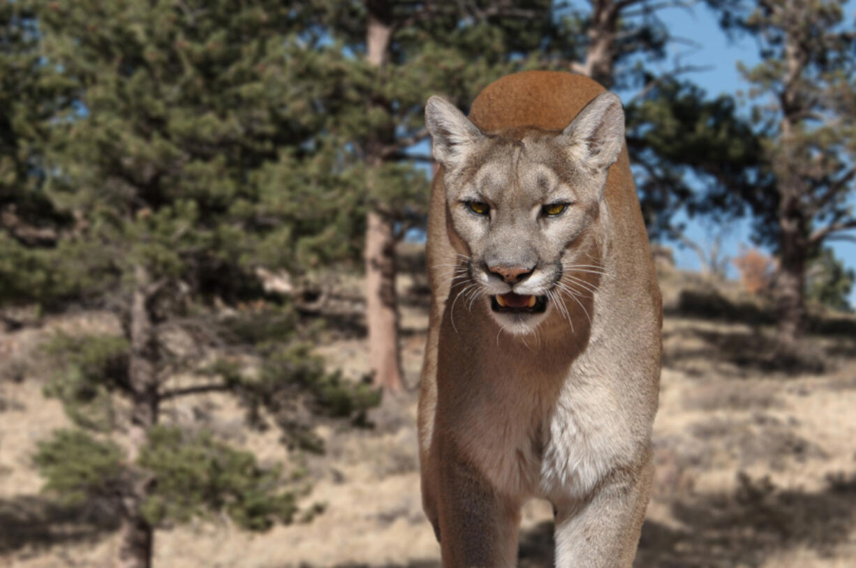 Run-ins with mountain lions are rare but if you spot a mountain lion in the wild, try to stay calm and remember that they are not likely to attack.