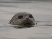 Three harbor seals in the Port Townsend area likely have been infected with bird flu, officials said. (peter pearsall/U.S.