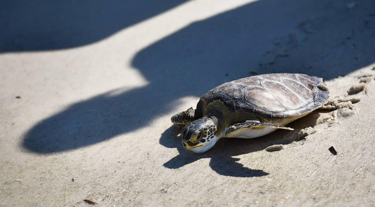 In Florida there are five types of sea turtles: leatherback, loggerhead, green turtle, hawksbill and Kemp's ridley.