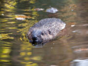 Since the mid- to late 1800s, when California beavers were pushed nearly to extinction by the fur trade, the semi-aquatic rodents have made small inroads into the Bay Area and other regions.