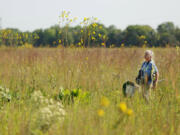 Barbara Williams carries an insect net and looks for bees, dragonflies and other insects Aug. 16 in Deer Run Forest Preserve in Cherry Valley, Ill.