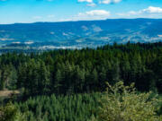 Standing by: Climate change may be changing the way officials decide to do business at the Hood River County tree farm. (Photo by Jurgen A.