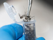 Benton County Mosquito Control District surveillance technician Kylie Morgan inserts dead mosquitoes into vials so that they can be tested for West Nile virus, among other diseases, Thursday, Sept. 7, 2023, in Richland, Washington.