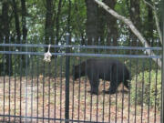 A resident spotted this black bear Wednesday morning from their yard near Lacamas Lake.
