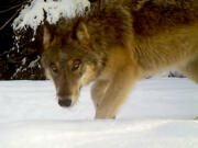 A gray wolf hunts last year near Chewelah, Wash. Officials know of at least 126 gray wolves in Washington state, where the species is still listed as endangered.