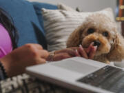 Melissa Chavez feeds a treat to her toy poodle Milo, Aug. 24 in New York. Chavez decided to get a dog in the summer of 2020, she had an idea of the costs but was surprised by how fast they added up.